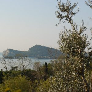 Adotta la tua pianta - Azienda Agricola Borghese Cavazza